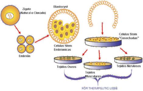 Del blastocito resultante se extraen las distintas células madre, totipotentes.